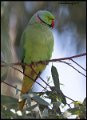 _9SB1821 rose-ringed parakeet